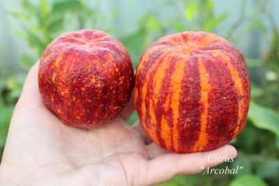itrus Arcobal   c. Meyerii  c. sinensis Doppio sanguigno3